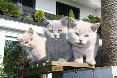 20770-mace.jpg, 43 KB