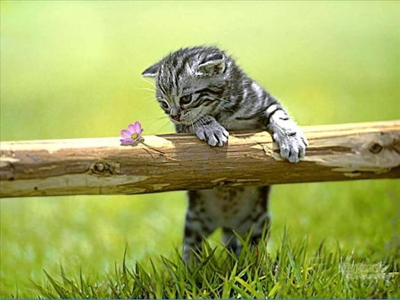 29219-maca.jpg, 33 KB