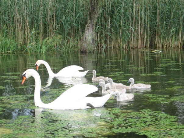 labud i labudici.jpg, 85 KB